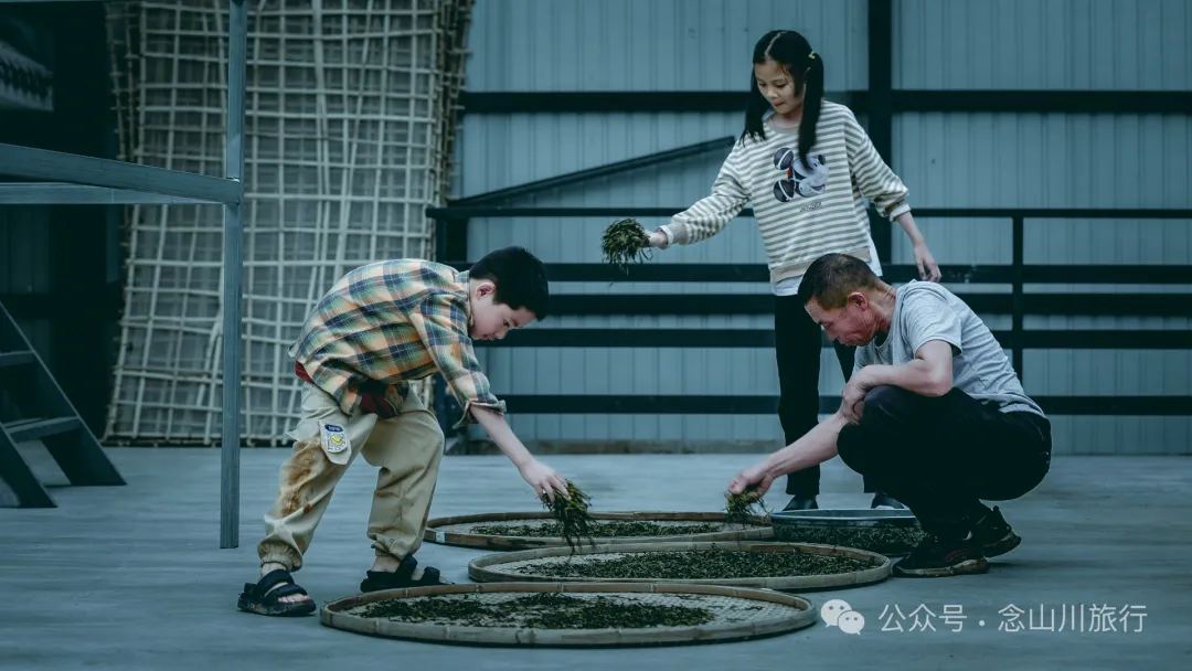 大理南涧无量山研学之旅：跟着老卜苴村50年的老茶农学习采制茶的心得 - 第29张