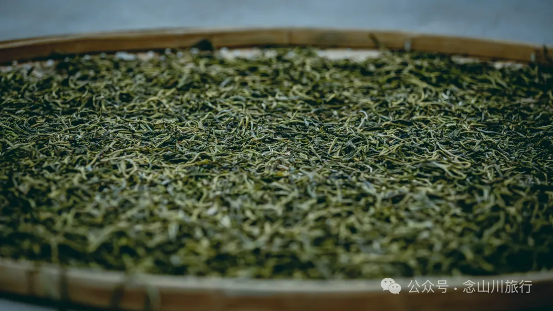大理南涧无量山研学之旅：跟着老卜苴村50年的老茶农学习采制茶的心得 - 第30张