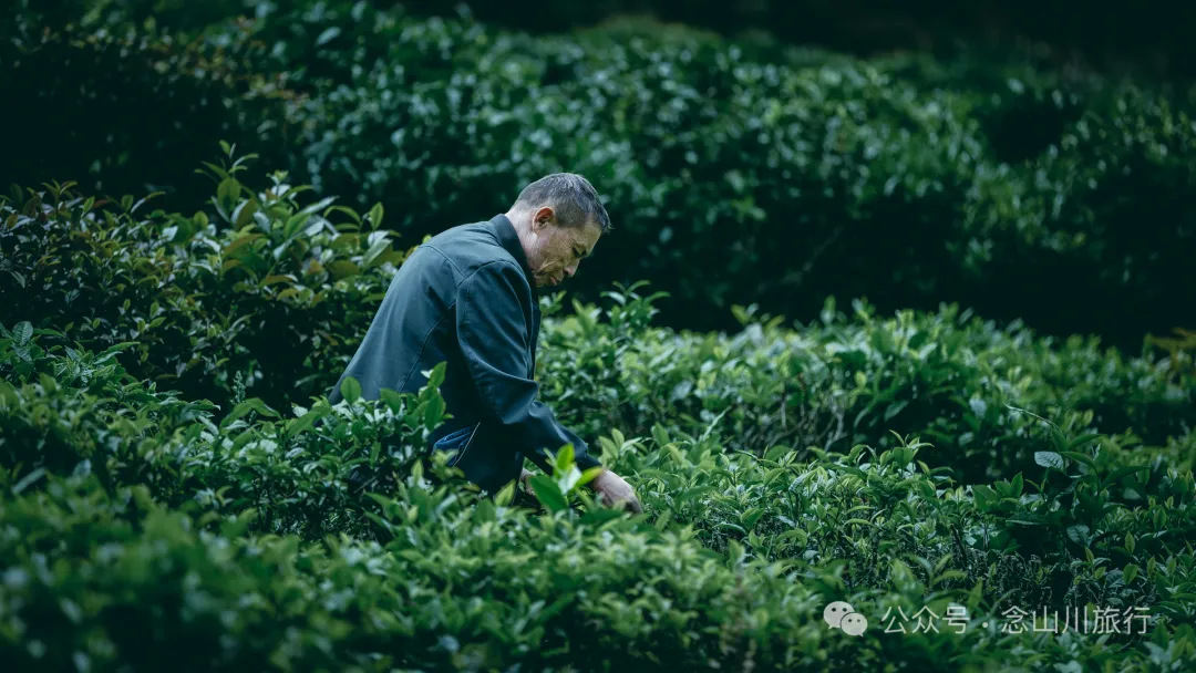 大理南涧无量山研学之旅：跟着老卜苴村50年的老茶农学习采制茶的心得 - 第4张