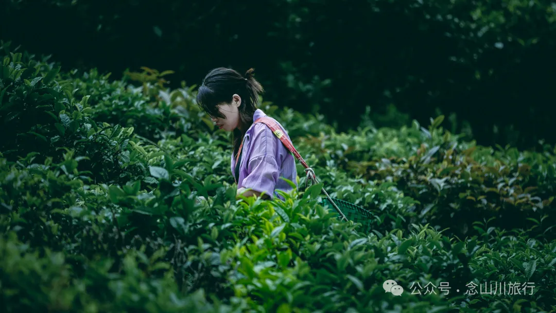 大理南涧无量山研学之旅：跟着老卜苴村50年的老茶农学习采制茶的心得 - 第5张