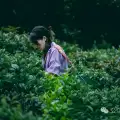 大理南澗無量山研學之旅：跟著老卜苴村50年的老茶農學習採製茶的心得