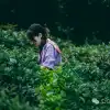 大理南涧无量山研学之旅:跟着老卜苴村50年的老茶农学习采制茶的心得