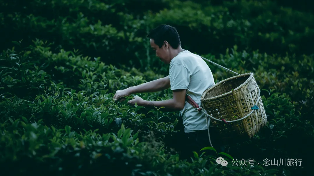 大理南涧无量山研学之旅：跟着老卜苴村50年的老茶农学习采制茶的心得 - 第6张