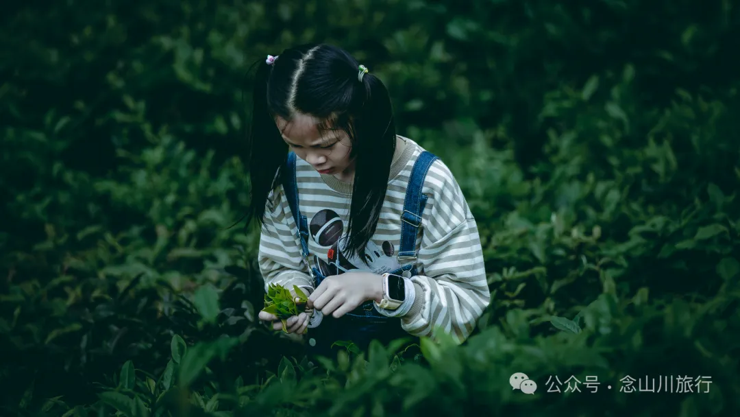 大理南涧无量山研学之旅：跟着老卜苴村50年的老茶农学习采制茶的心得 - 第8张