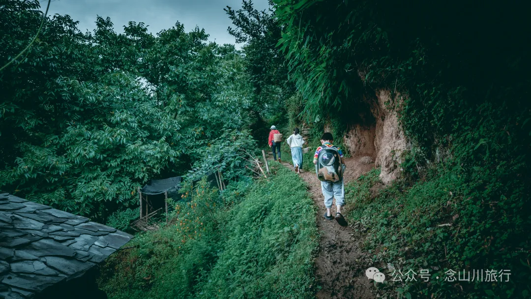 大理南涧无量山密比腊村高山草甸：在 22℃ 的夏季与野生菌有约 - 第1张