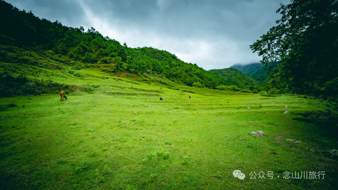 大理南涧无量山密比腊村高山草甸：在 22℃ 的夏季与野生菌有约 - 第5张