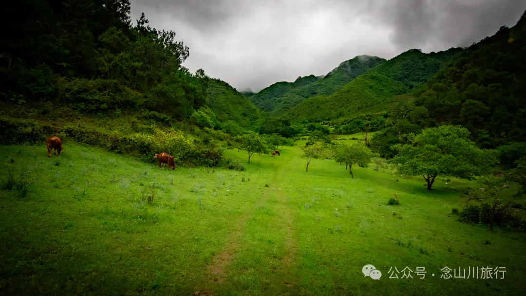 大理南涧密比腊村高山草甸:在无量山中的原始生态秘境里,做一个天真的孩童 - 第10张