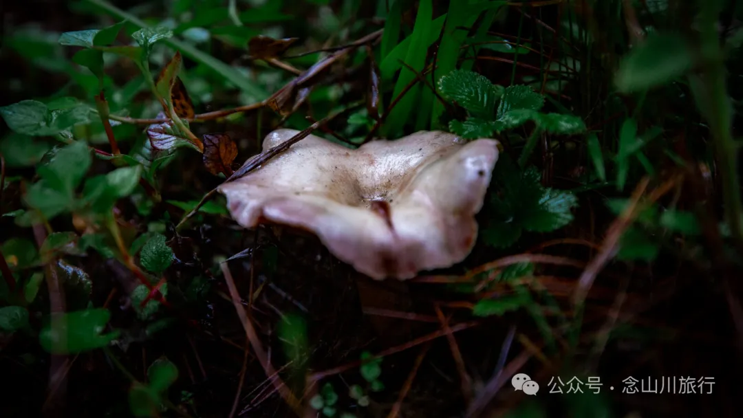 大理南涧密比腊村高山草甸:在无量山中的原始生态秘境里,做一个天真的孩童 - 第20张