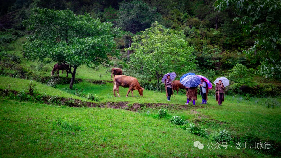 大理南涧密比腊村高山草甸:在无量山中的原始生态秘境里,做一个天真的孩童 - 第22张