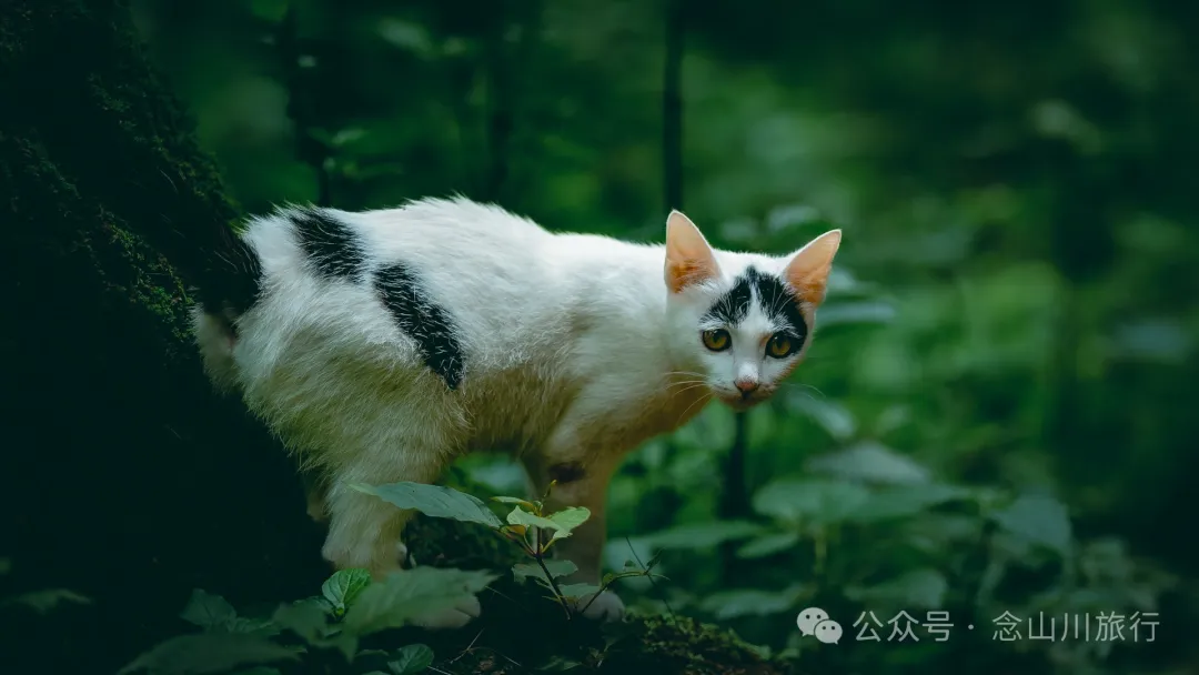 探索巍山古城20公里外的鸟道雄关:世界上最古老的“鸟道”带你穿越绿野仙踪的奇幻世界,只此青绿,满屏治愈 - 第15张