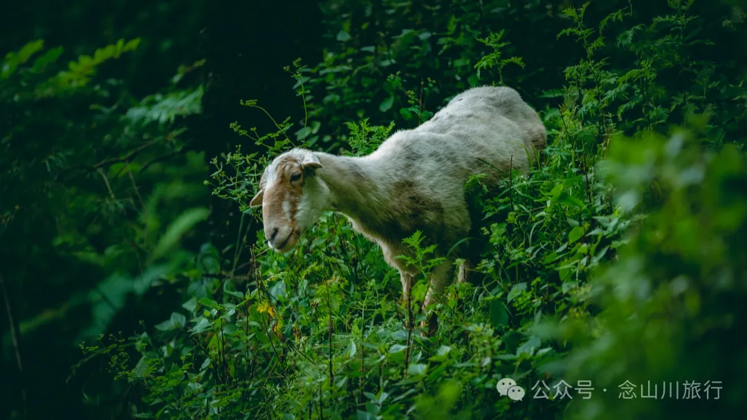 探索巍山古城20公里外的鸟道雄关:世界上最古老的“鸟道”带你穿越绿野仙踪的奇幻世界,只此青绿,满屏治愈 - 第16张
