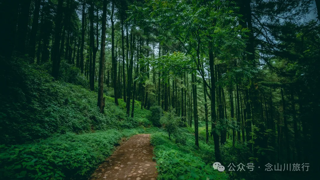 探索巍山古城20公里外的鸟道雄关:世界上最古老的“鸟道”带你穿越绿野仙踪的奇幻世界,只此青绿,满屏治愈 - 第5张