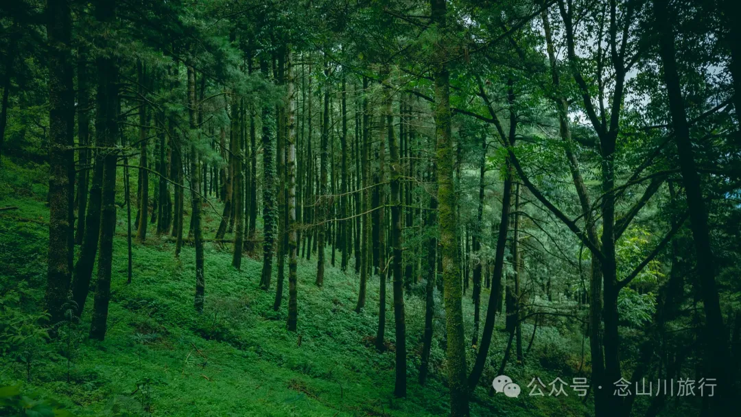 探索巍山古城20公里外的鸟道雄关:世界上最古老的“鸟道”带你穿越绿野仙踪的奇幻世界,只此青绿,满屏治愈 - 第7张