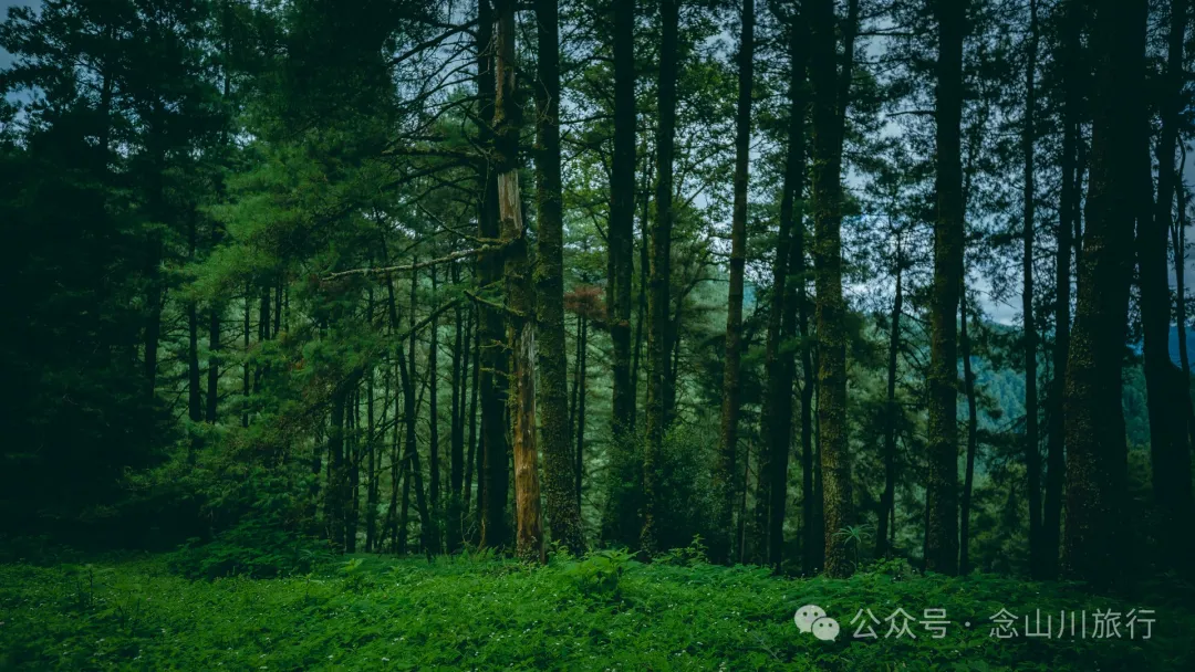 探索巍山古城20公里外的鸟道雄关:世界上最古老的“鸟道”带你穿越绿野仙踪的奇幻世界,只此青绿,满屏治愈 - 第8张