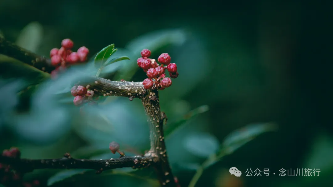 走，抠洋芋去|大理巍山马鞍山乡一颗黑紫色土豆的高山奇遇 - 第10张