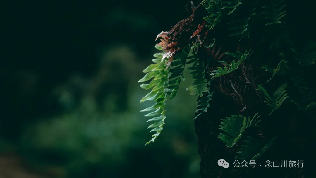 走，抠洋芋去|大理巍山马鞍山乡一颗黑紫色土豆的高山奇遇 - 第17张