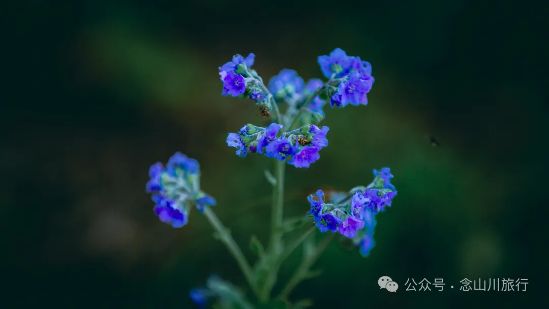 走，抠洋芋去|大理巍山马鞍山乡一颗黑紫色土豆的高山奇遇 - 第21张