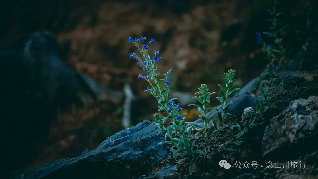 走，抠洋芋去|大理巍山马鞍山乡一颗黑紫色土豆的高山奇遇 - 第22张