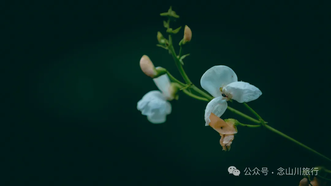 走，抠洋芋去|大理巍山马鞍山乡一颗黑紫色土豆的高山奇遇 - 第27张