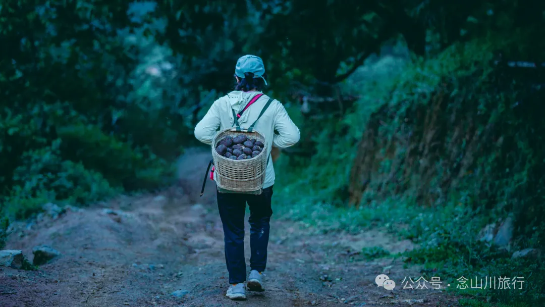 走，抠洋芋去|大理巍山马鞍山乡一颗黑紫色土豆的高山奇遇 - 第35张