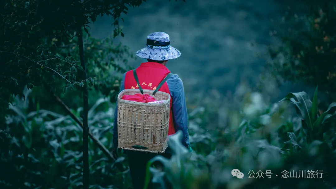 走，抠洋芋去|大理巍山马鞍山乡一颗黑紫色土豆的高山奇遇 - 第34张