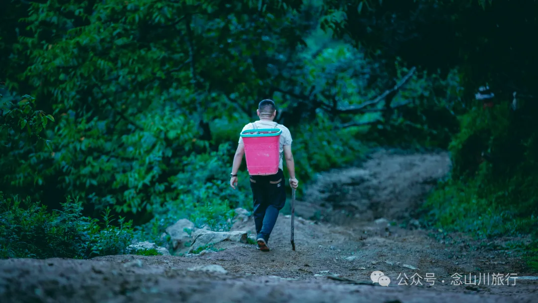 走，抠洋芋去|大理巍山马鞍山乡一颗黑紫色土豆的高山奇遇 - 第36张
