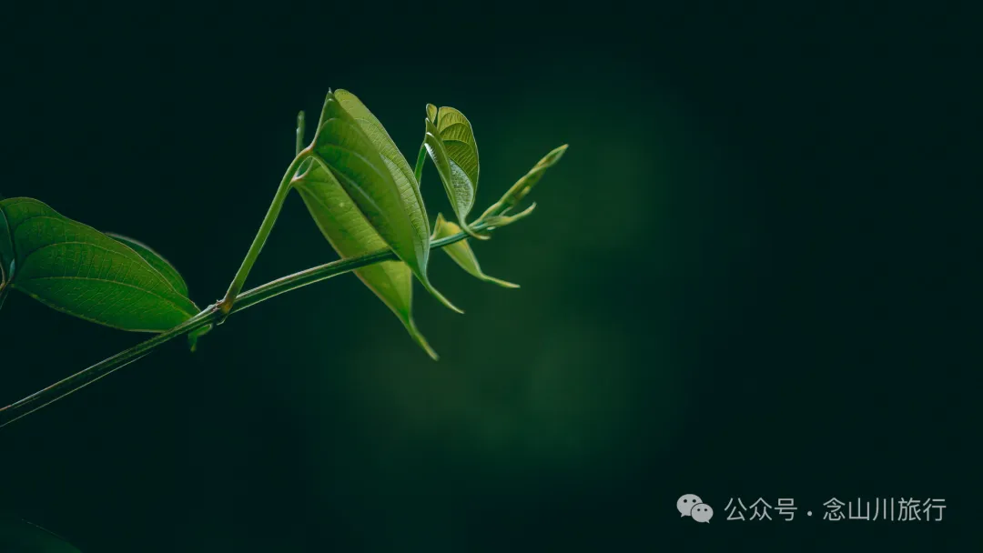 走，抠洋芋去|大理巍山马鞍山乡一颗黑紫色土豆的高山奇遇 - 第9张