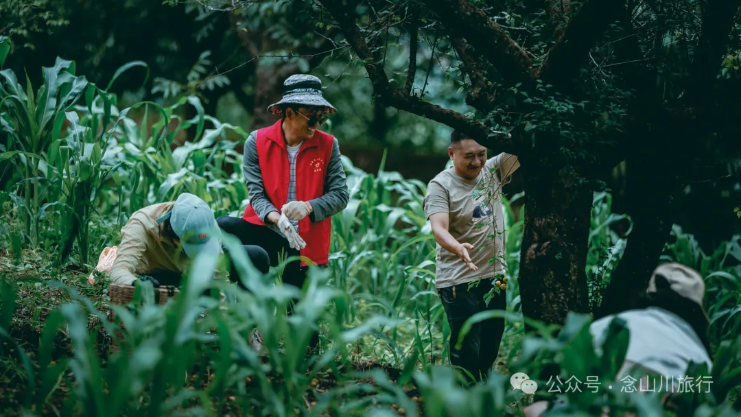 夏日火山村摘梅记|大理巍山马鞍山乡小暑日农忙实录 - 第13张