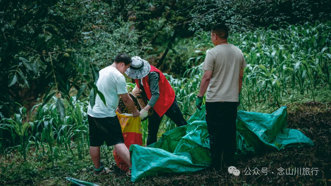 夏日火山村摘梅记|大理巍山马鞍山乡小暑日农忙实录 - 第14张