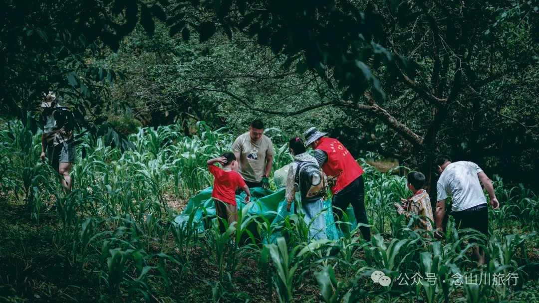 夏日火山村摘梅记|大理巍山马鞍山乡小暑日农忙实录 - 第15张