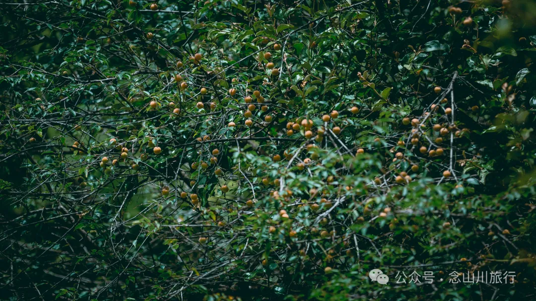 夏日火山村摘梅记|大理巍山马鞍山乡小暑日农忙实录 - 第6张