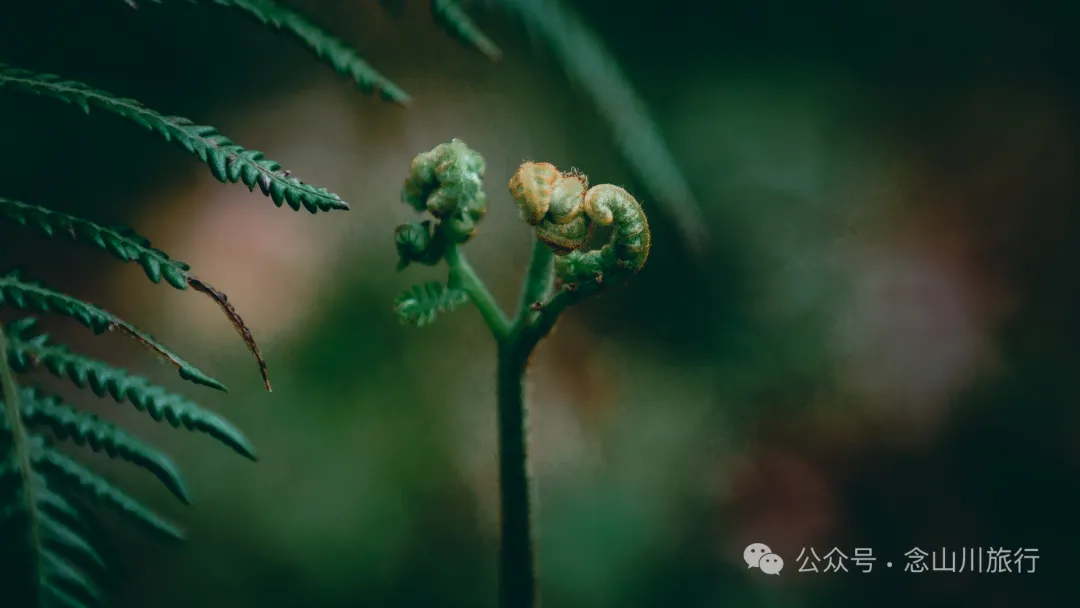 洱海之眼，巍山之巅——站在者摩山上领略万川之美 - 第17张