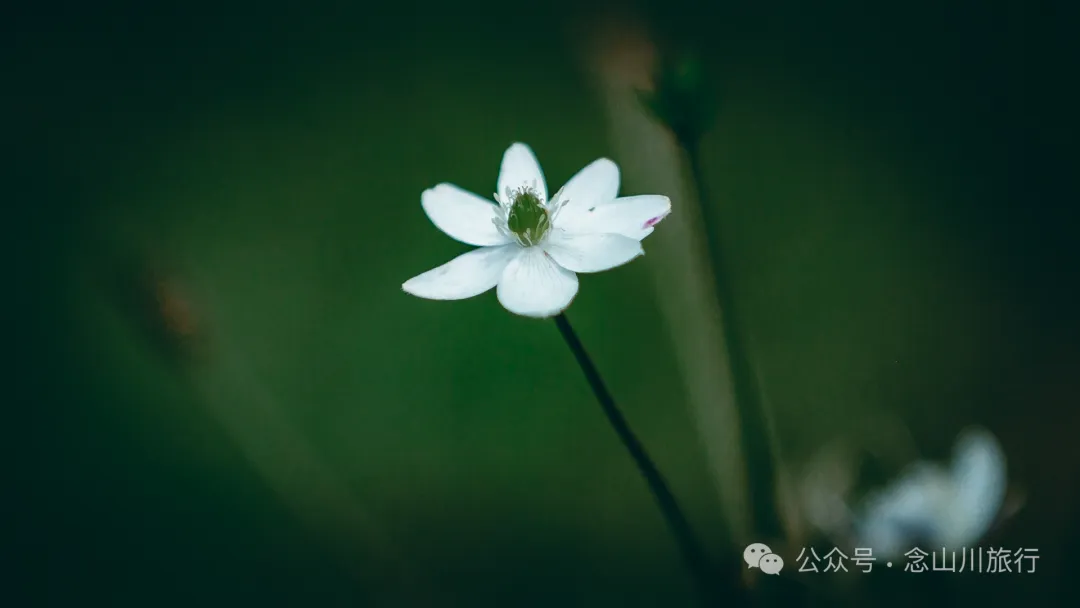 洱海之眼，巍山之巅——站在者摩山上领略万川之美 - 第18张
