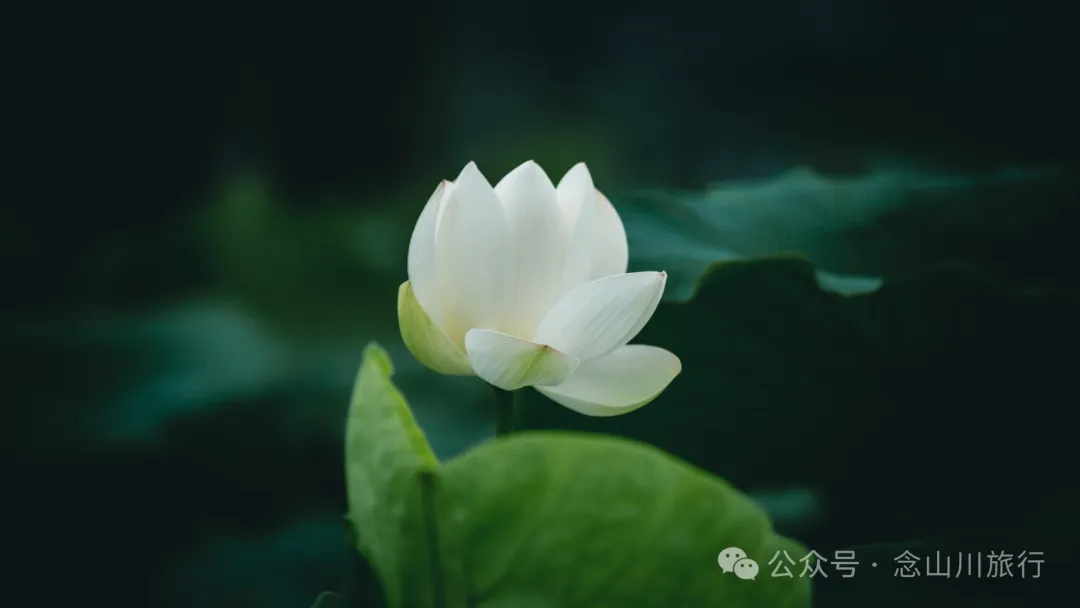 荷风送香气：大理巍山双堆村百亩荷塘正含苞欲放，等你来赏 - 第1张