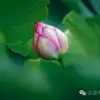 荷风送香气：大理巍山双堆村百亩荷塘正含苞欲放，等你来赏
