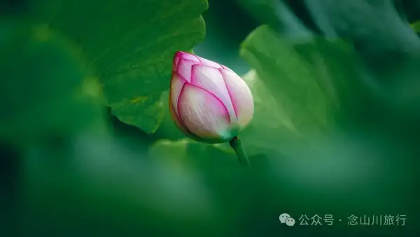 荷风送香气:大理巍山双堆村百亩荷塘正含苞欲放,等你来赏
