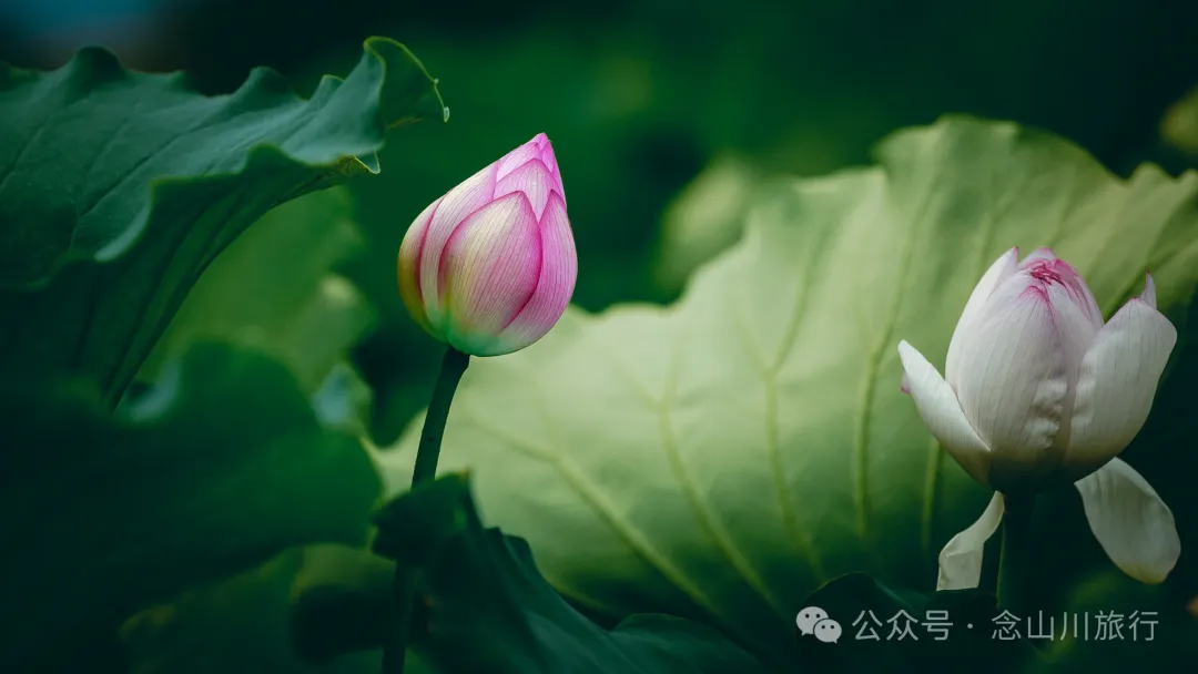 荷风送香气：大理巍山双堆村百亩荷塘正含苞欲放，等你来赏 - 第15张