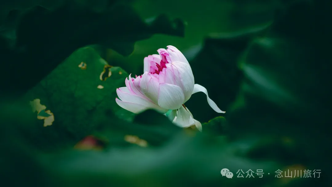 荷风送香气：大理巍山双堆村百亩荷塘正含苞欲放，等你来赏 - 第17张
