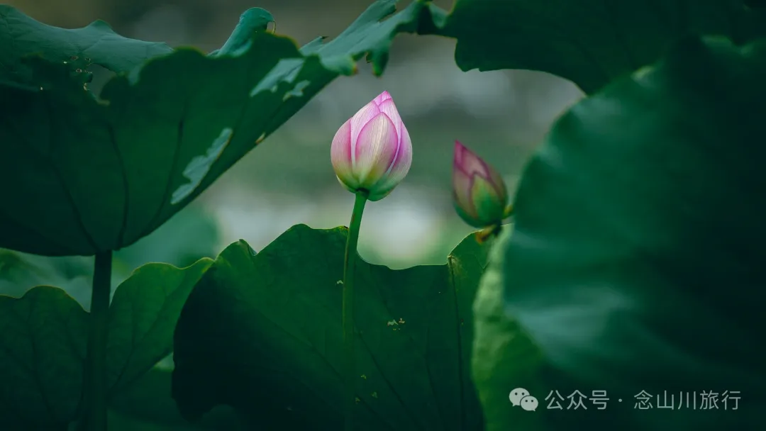 荷风送香气：大理巍山双堆村百亩荷塘正含苞欲放，等你来赏 - 第18张