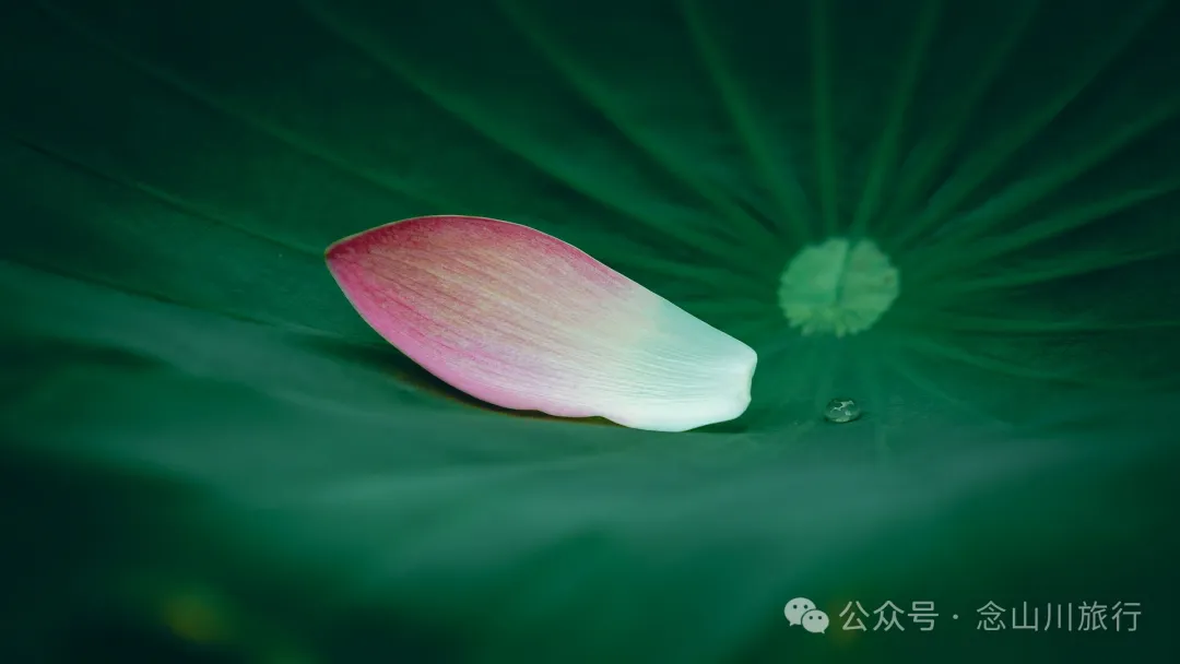 荷风送香气：大理巍山双堆村百亩荷塘正含苞欲放，等你来赏 - 第19张