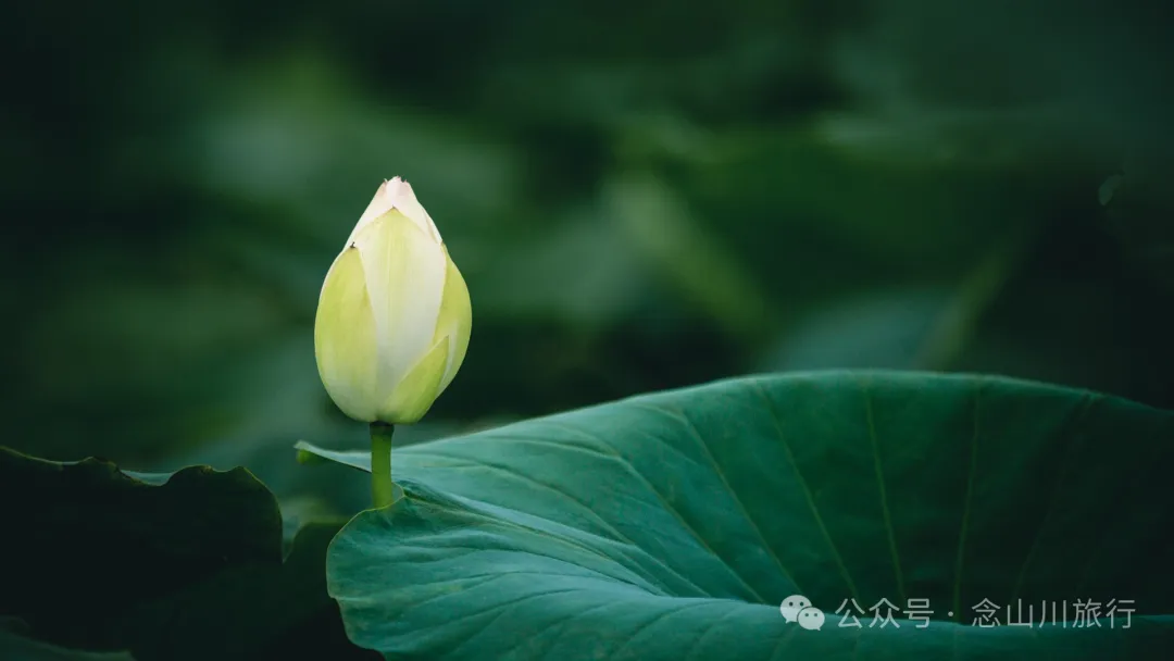 荷风送香气：大理巍山双堆村百亩荷塘正含苞欲放，等你来赏 - 第2张