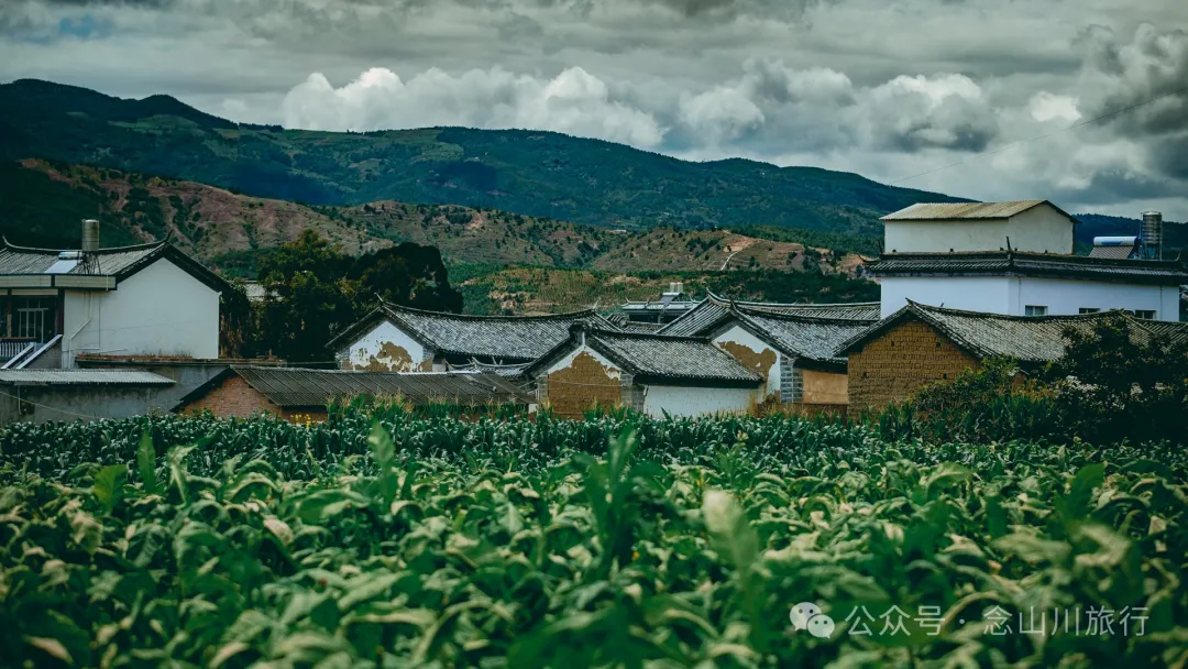 荷风送香气：大理巍山双堆村百亩荷塘正含苞欲放，等你来赏 - 第28张