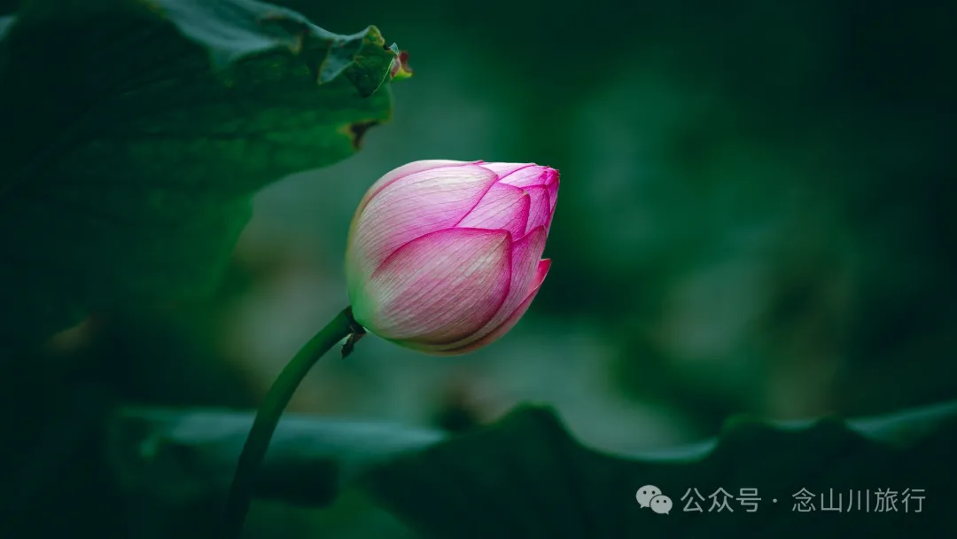 荷风送香气：大理巍山双堆村百亩荷塘正含苞欲放，等你来赏 - 第4张