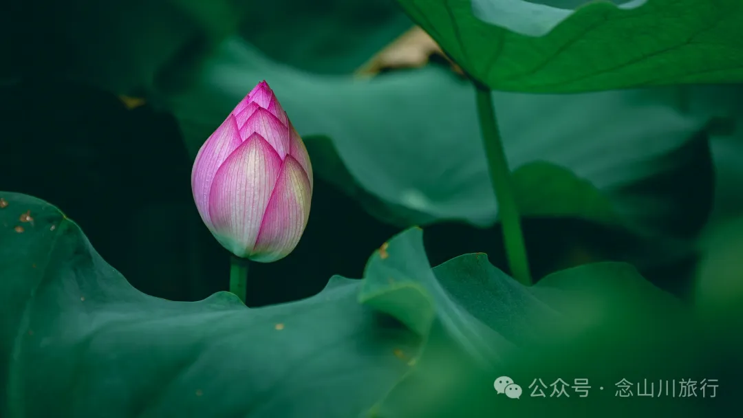 荷风送香气：大理巍山双堆村百亩荷塘正含苞欲放，等你来赏 - 第5张