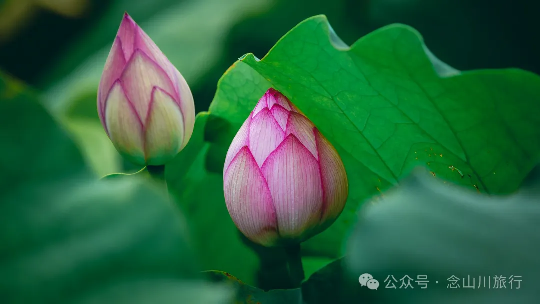 荷风送香气：大理巍山双堆村百亩荷塘正含苞欲放，等你来赏 - 第7张