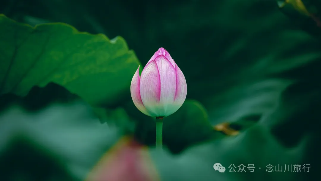 荷风送香气：大理巍山双堆村百亩荷塘正含苞欲放，等你来赏 - 第8张