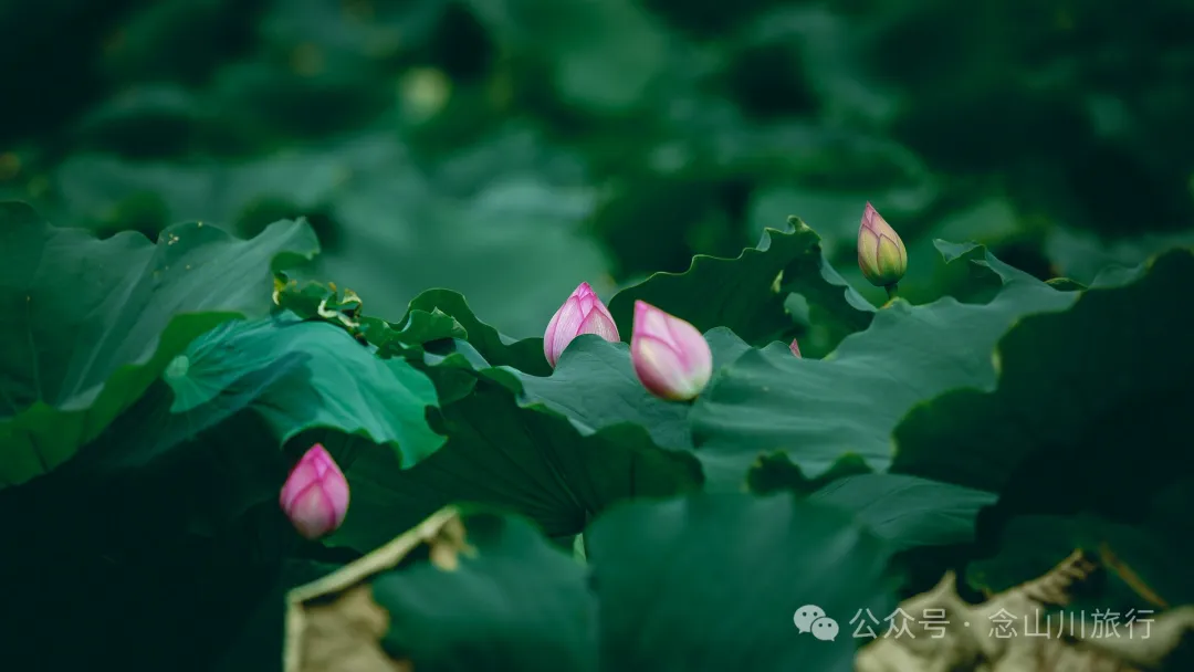 荷风送香气：大理巍山双堆村百亩荷塘正含苞欲放，等你来赏 - 第9张