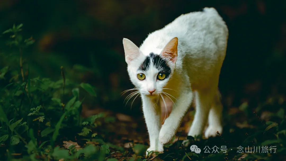 大理巍山巍宝山后的梯子坡村:雨后空气中飘荡着甘甜气息的彝族村庄 - 第29张