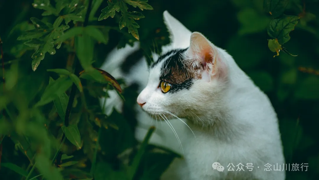 大理巍山巍宝山后的梯子坡村:雨后空气中飘荡着甘甜气息的彝族村庄 - 第32张