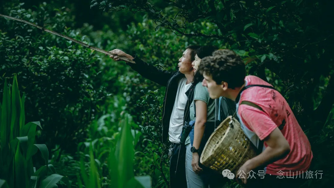 大理南涧无量山:览无量山景,制无量山茶,访无量古树,观无量飞鸟 - 第10张